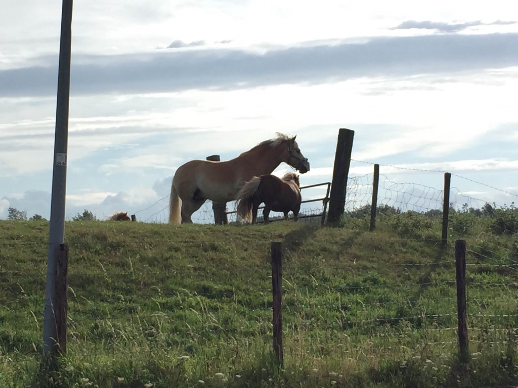 Beauty en route to Egmond.